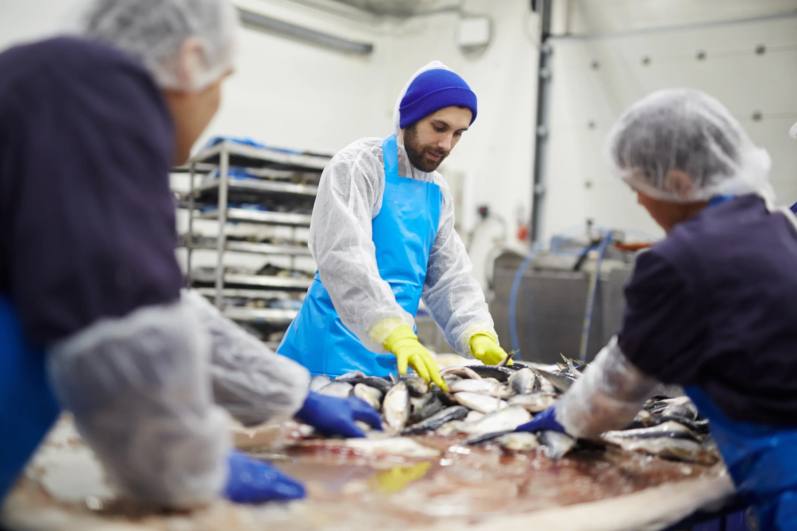 Group of seafood processing staff working with fresh sardines in the plant.