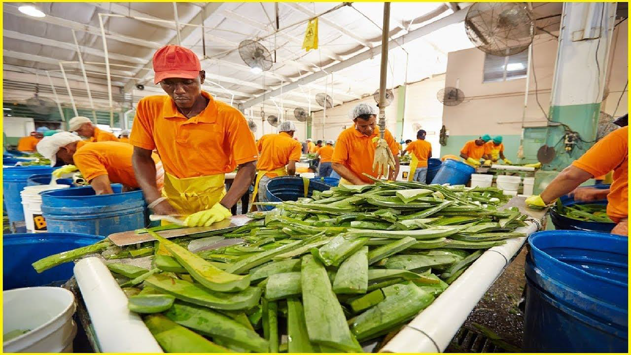 Workers are removing aloe vera skin with their gloves wearing on their hands.

