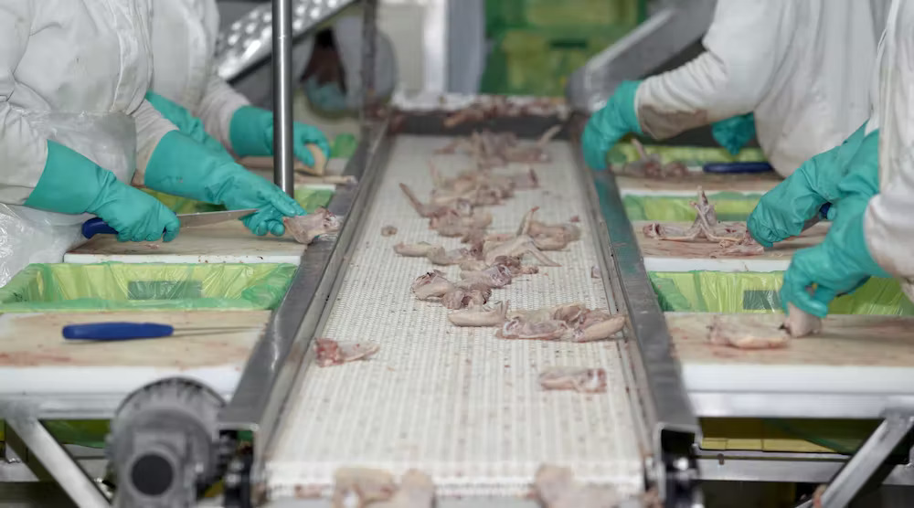 Workers wearing nitrile gloves when cutting on chicken parts