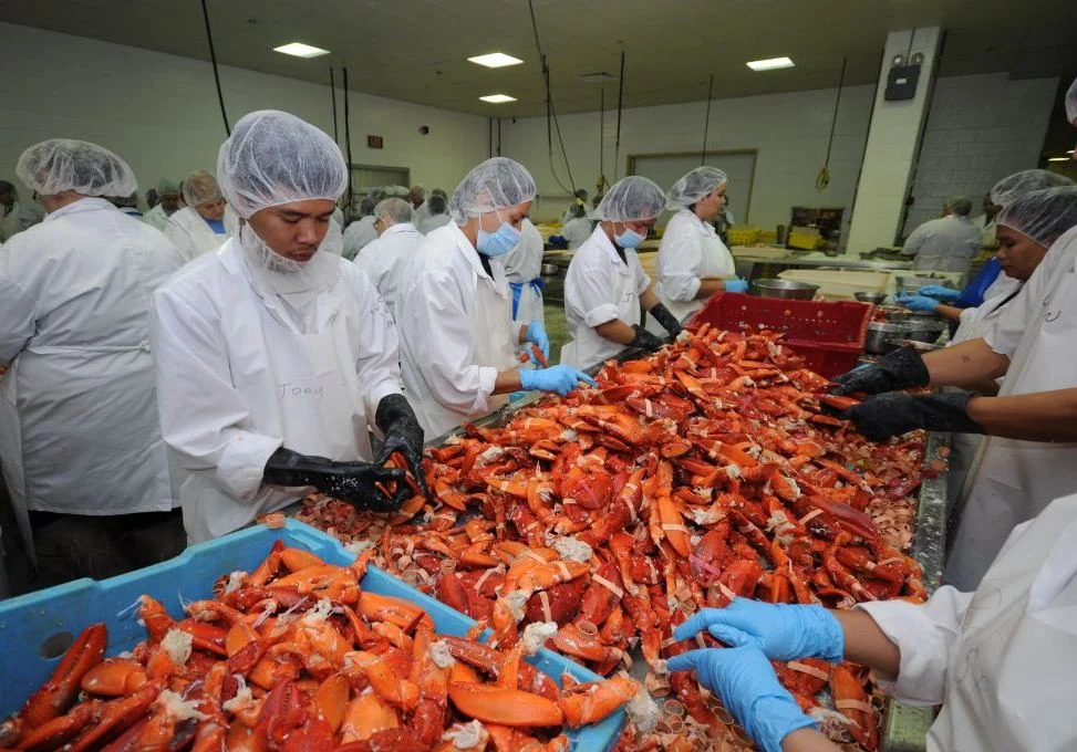 Workers are wearing thin exposure gloves and thick food processing gloves to peel lobster.